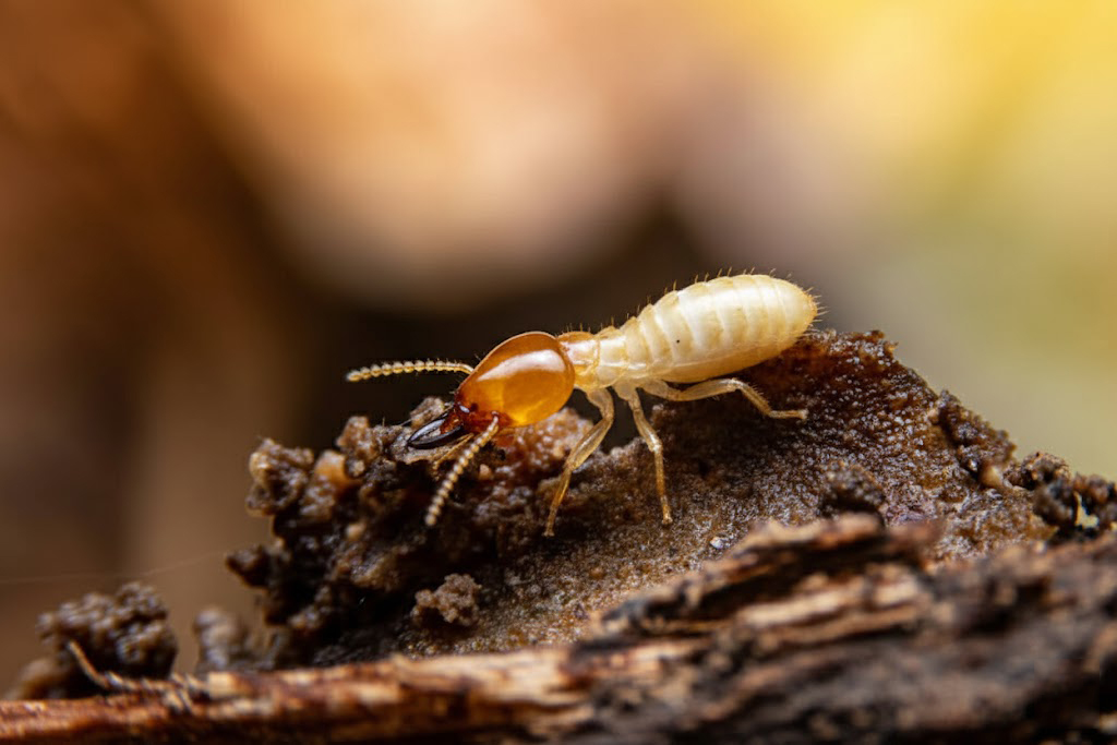 termite-control